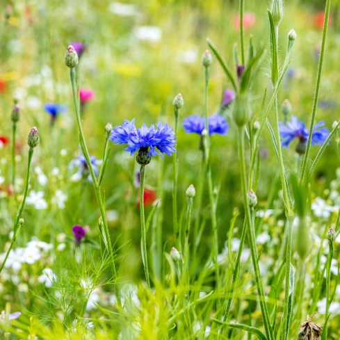 Insektenfreundliche Wildblumenwiese